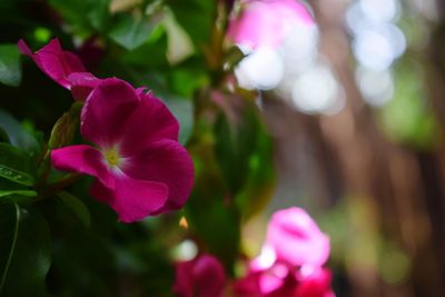 Close-up of pink flowering plants in park