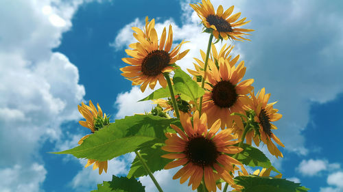 Low angle view of sunflower against sky