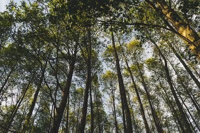 Low angle view of trees in forest