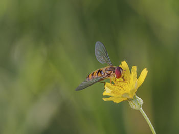 Close-up of butterfly pollinating on yellow flower