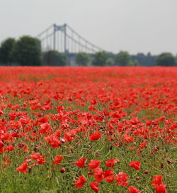 Close-up of red flowers blooming on field against sky