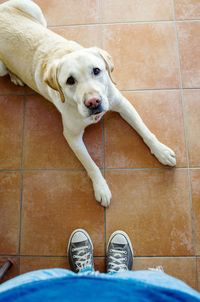 Low section of man with dog standing on tiled floor