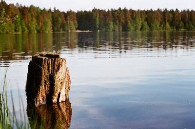 Wooden posts in lake