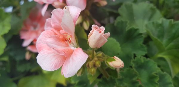 Close-up of pink flowering plant