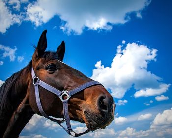 Low angle view of horse against sky