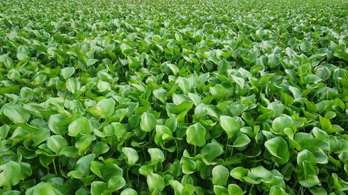 Full frame shot of plants growing on field