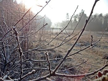 Bare trees on field against sky