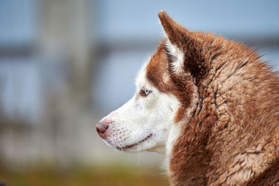 Close-up of dog looking away