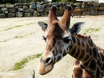 Giraffe in a zoo