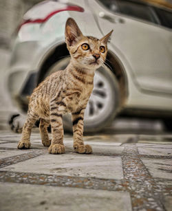 Close-up of a cat looking away