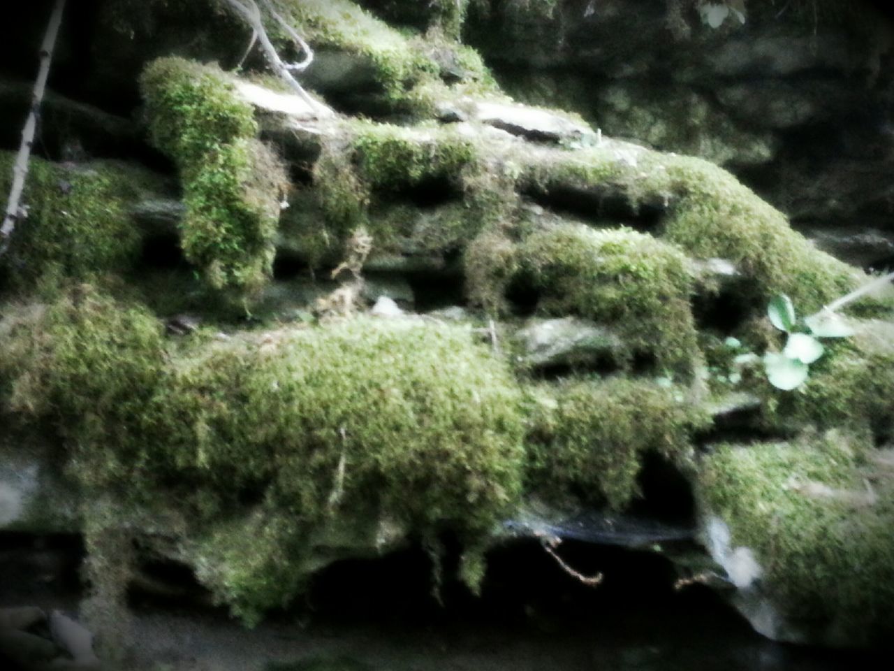 green color, growth, moss, plant, nature, rock - object, selective focus, tranquility, beauty in nature, forest, close-up, stream, outdoors, day, growing, focus on foreground, tree, water, leaf, green