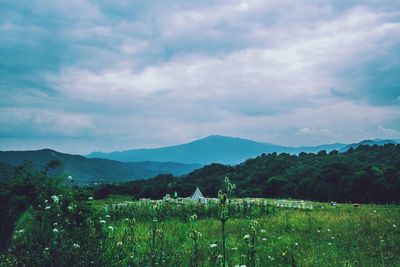 Scenic view of field against sky