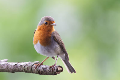 Close-up of bird perching on branch