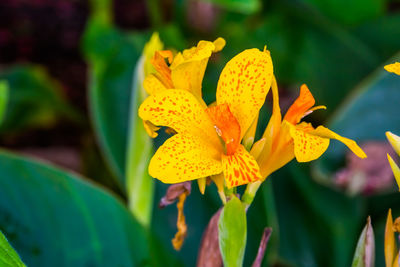 Close-up of yellow flowering plant