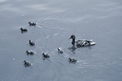 High angle view of ducks swimming in lake