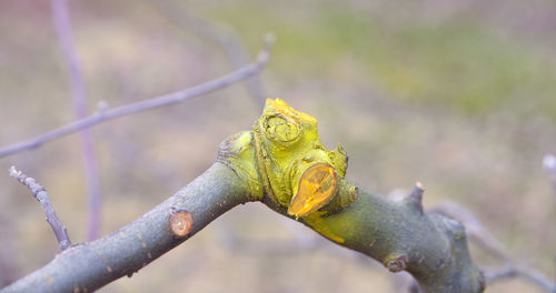 Close-up of yellow paint on branch