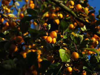 Close-up of fruits growing on tree