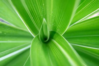 Close-up of green leaves