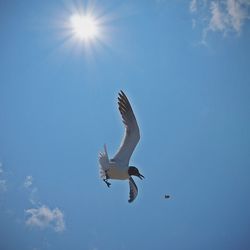 Low angle view of birds flying in sky