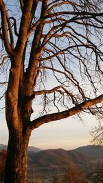 Tree on landscape against sky at sunset