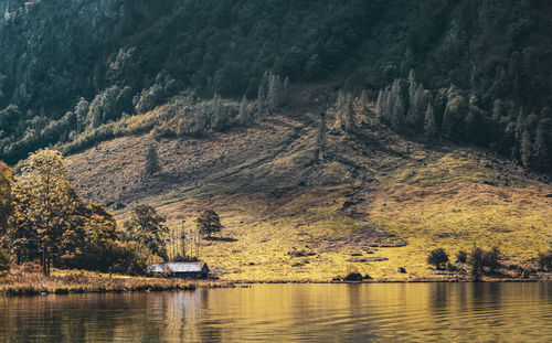 Scenic view of lake in forest