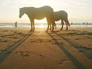 Horses on beach
