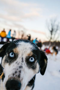 Close-up portrait of dog