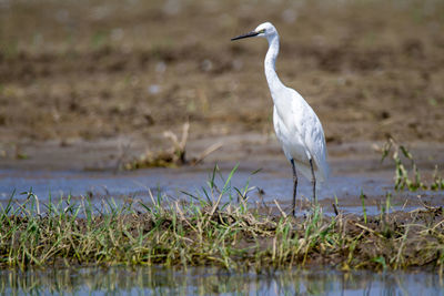 White heron perching on a field