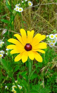 Close-up of yellow flower blooming in field