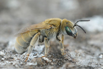 Detailed closeup of a female white-haired mealy metallic-furrow bee, vestitohalictus pollinosus
