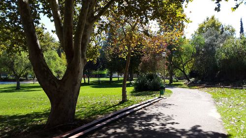 Trees in park