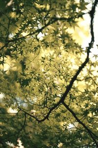 Low angle view of trees