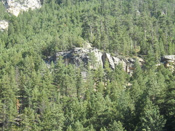 Plants growing on rock in forest