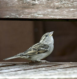 Close-up of bird perching on wood