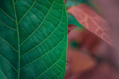 Close-up of a leaf