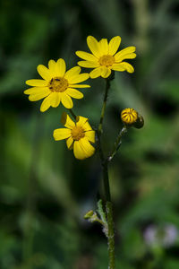 Close-up of yellow dandelion flowers