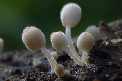 Close-up of mushrooms growing on field