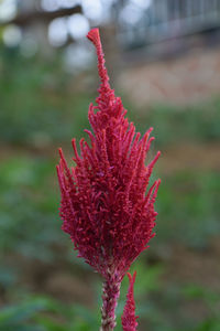 Close-up of red flowering plant in field