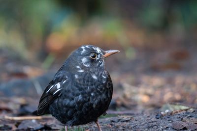 Close-up of blackbird outdoor leucism