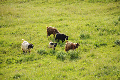 Goats grazing in the field
