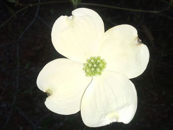 Close-up of white flowers