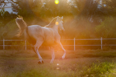 Horse running in ranch