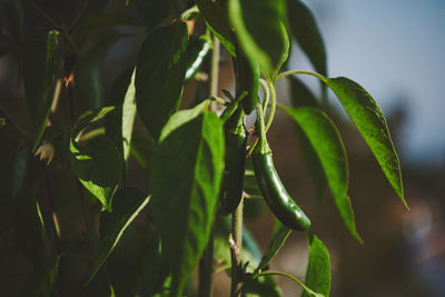 Close-up of fresh green plant