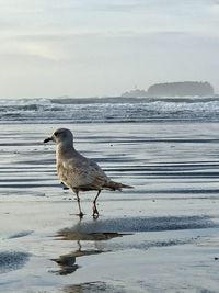 Seagull perching on a beach