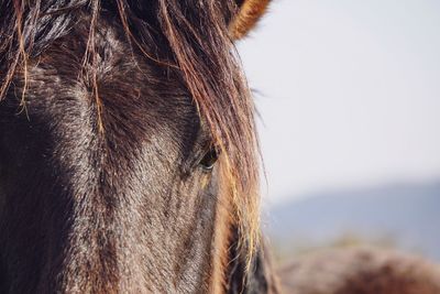 Close-up of a horse against the sky