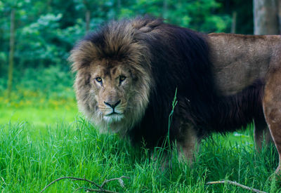 Portrait of black cat on grassy field