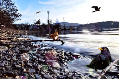 Swans swimming in lake against sky