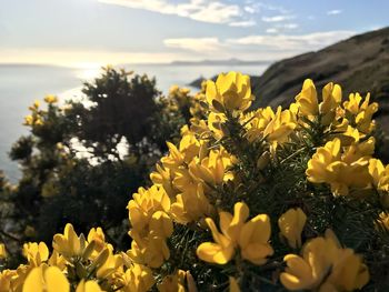 Close-up of yellow flowering plants on field