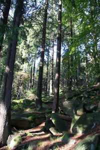 Trees in forest