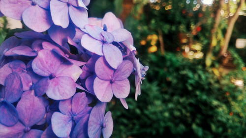 Close-up of flowers blooming outdoors